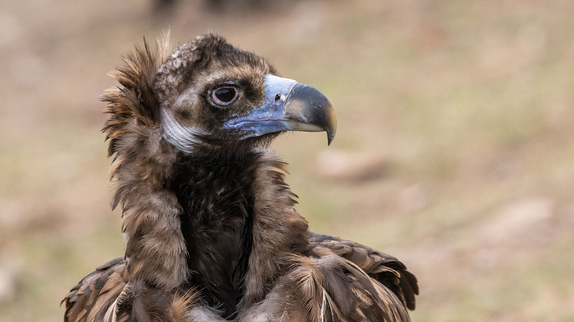Bartgeier Bartgeier, Gypaète Barbu, Quebrantahuesos, Lämmergeier, Lammergeier,