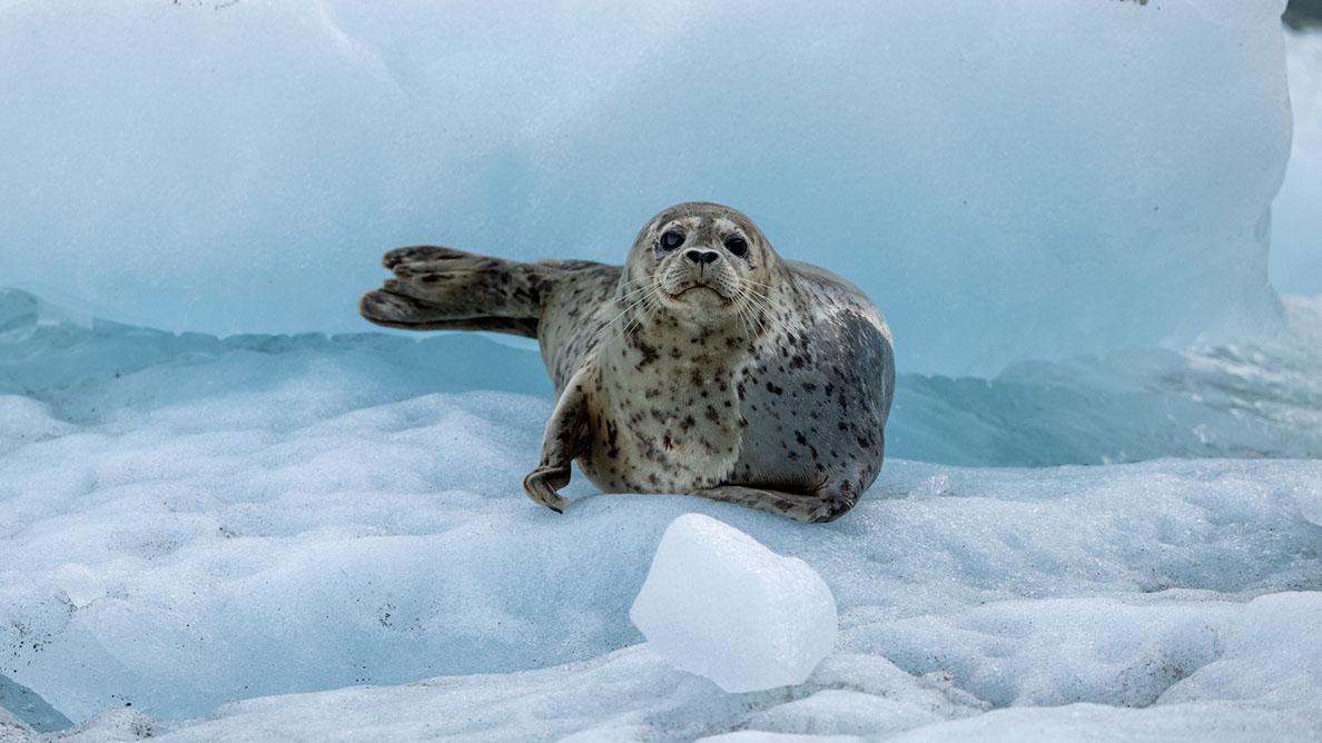 Bartgeier Bartgeier, Gypaète Barbu, Quebrantahuesos, Lämmergeier, Lammergeier,