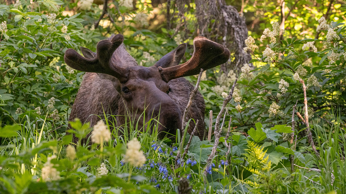 Bartgeier Bartgeier, Gypaète Barbu, Quebrantahuesos, Lämmergeier, Lammergeier,