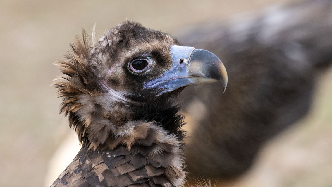 Bartgeier Bartgeier, Gypaète Barbu, Quebrantahuesos, Lämmergeier, Lammergeier,