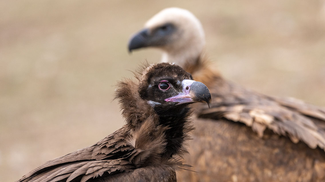Bartgeier Bartgeier, Gypaète Barbu, Quebrantahuesos, Lämmergeier, Lammergeier,