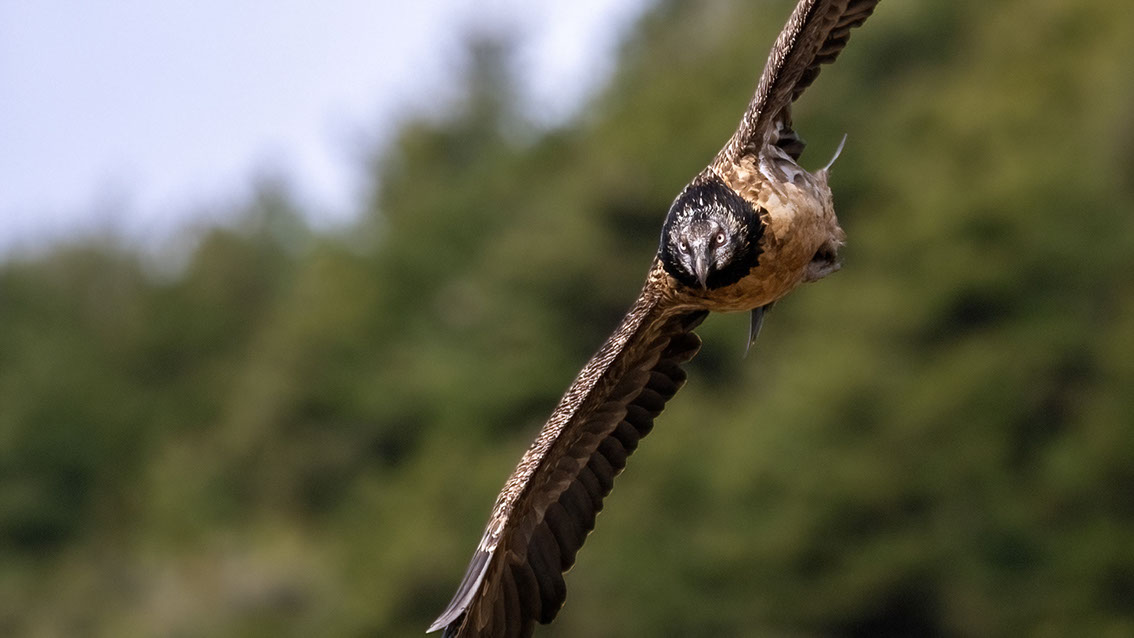 Bartgeier, Gypaète Barbu, Quebrantahuesos, Lämmergeier, Lammergeier, 