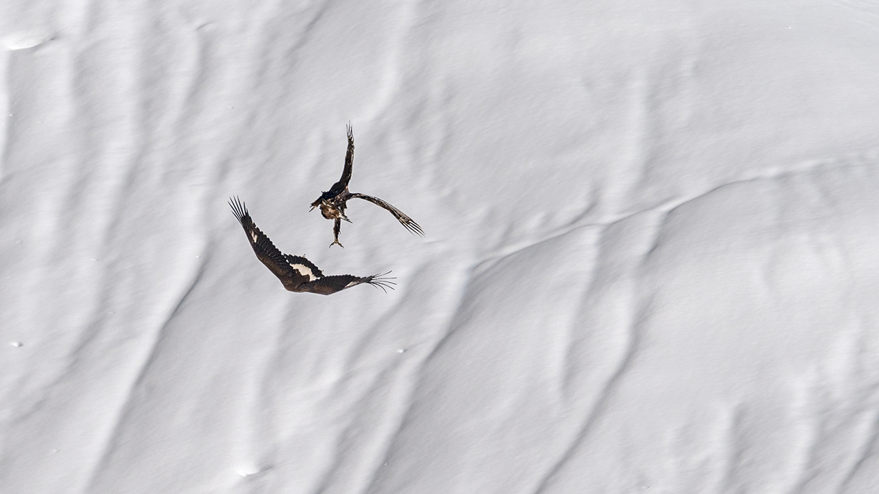 Bartgeier, Gypaète Barbu, Quebrantahuesos, Lämmergeier, Lammergeier, 
