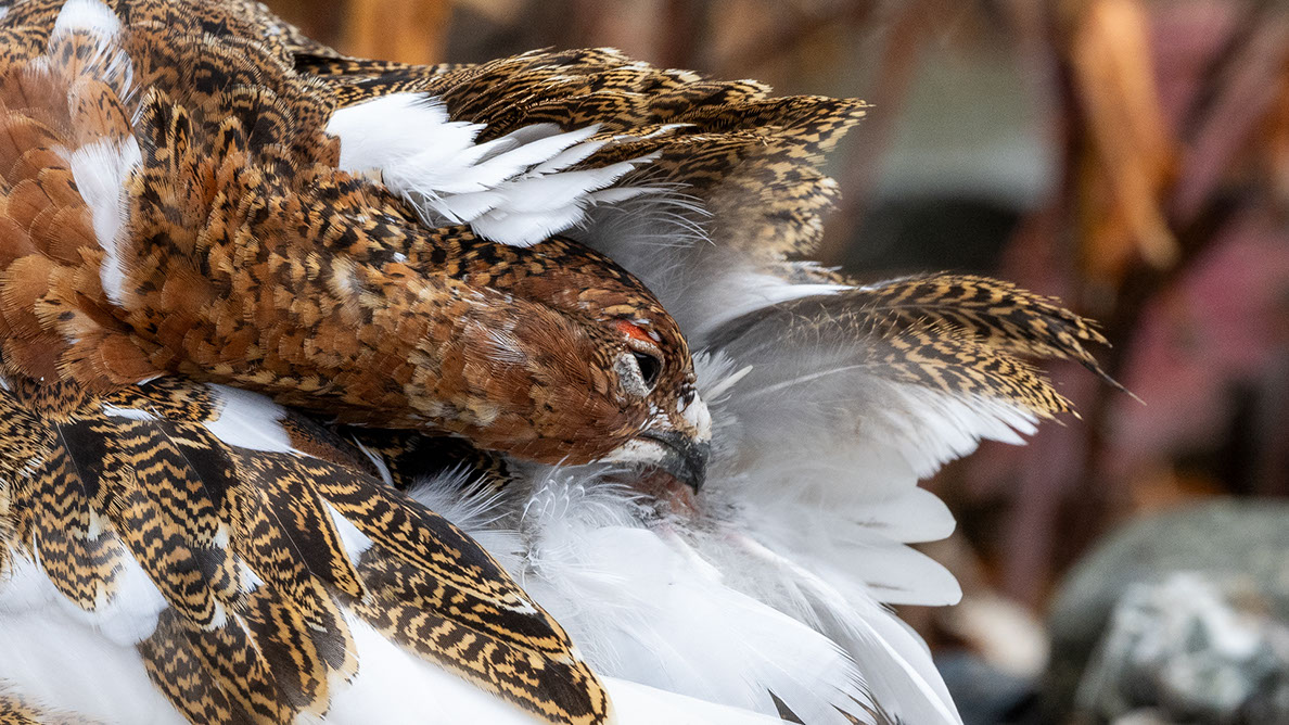 Bartgeier, Gypaète Barbu, Quebrantahuesos, Lämmergeier, Lammergeier, 