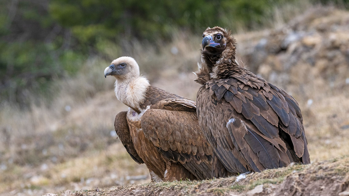 Bartgeier Bartgeier, Gypaète Barbu, Quebrantahuesos, Lämmergeier, Lammergeier,