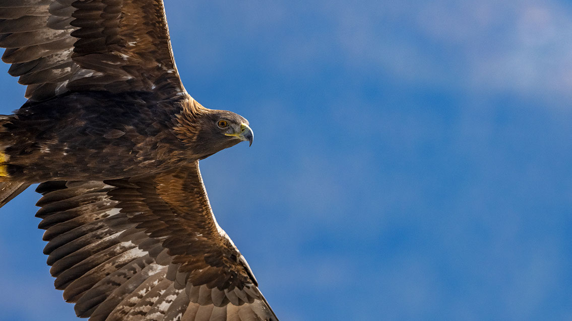 Bartgeier, Gypaète Barbu, Quebrantahuesos, Lämmergeier, Lammergeier, 