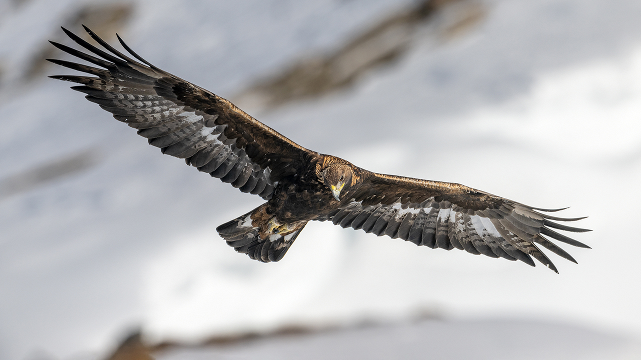 Bartgeier, Gypaète Barbu, Quebrantahuesos, Lämmergeier, Lammergeier, 