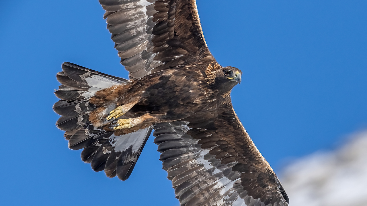 Bartgeier, Gypaète Barbu, Quebrantahuesos, Lämmergeier, Lammergeier, 