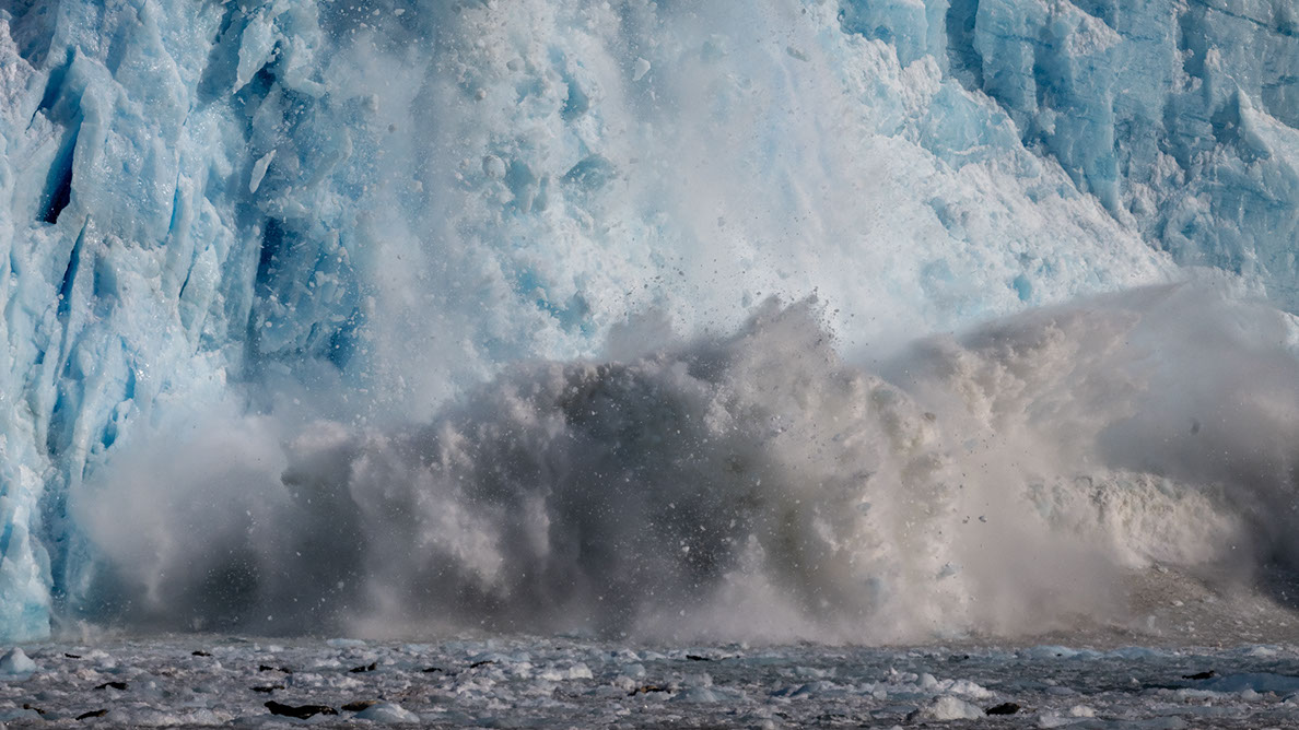 Bartgeier Bartgeier, Gypaète Barbu, Quebrantahuesos, Lämmergeier, Lammergeier,