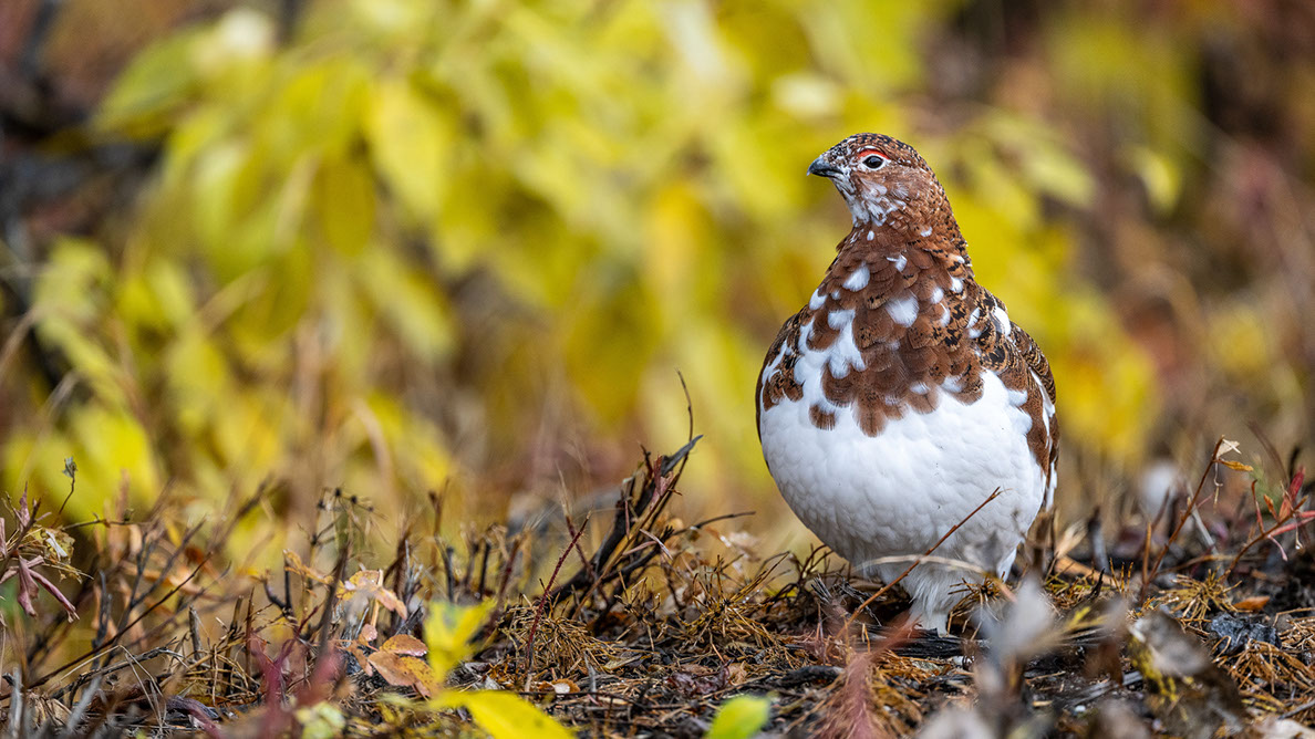 Bartgeier, Gypaète Barbu, Quebrantahuesos, Lämmergeier, Lammergeier, 