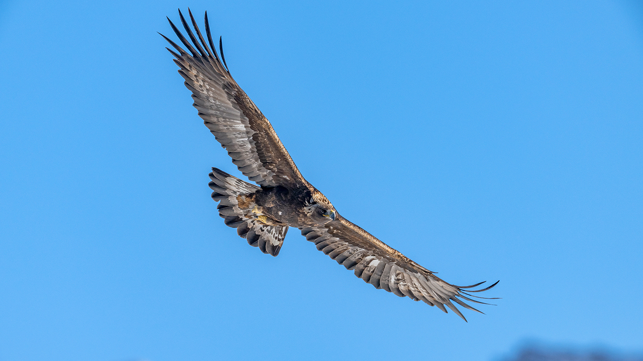 Bartgeier, Gypaète Barbu, Quebrantahuesos, Lämmergeier, Lammergeier, 