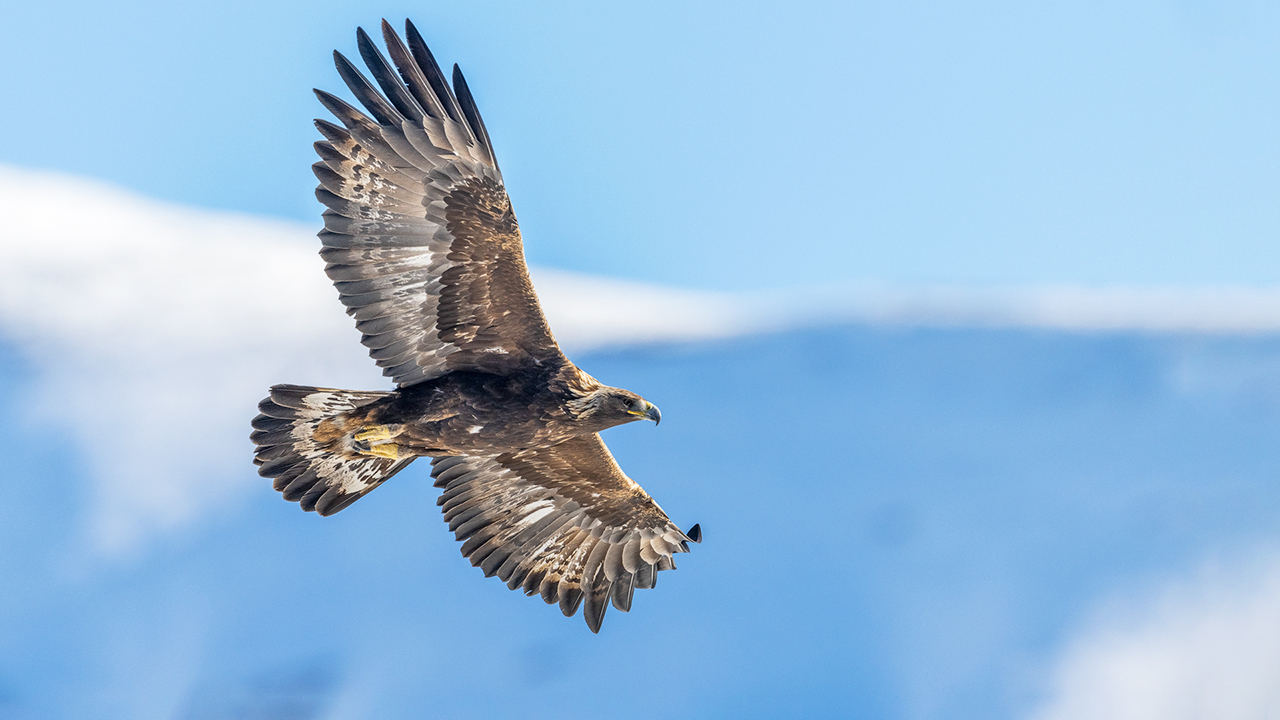 Bartgeier, Gypaète Barbu, Quebrantahuesos, Lämmergeier, Lammergeier, 
