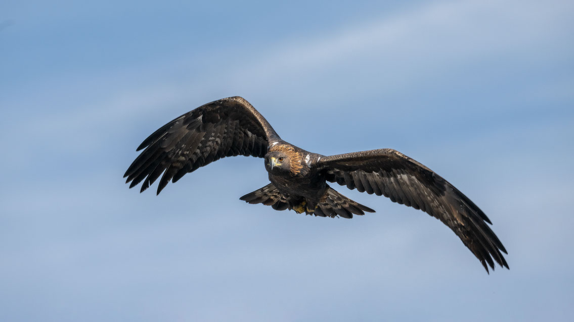 Bartgeier, Gypaète Barbu, Quebrantahuesos, Lämmergeier, Lammergeier, 