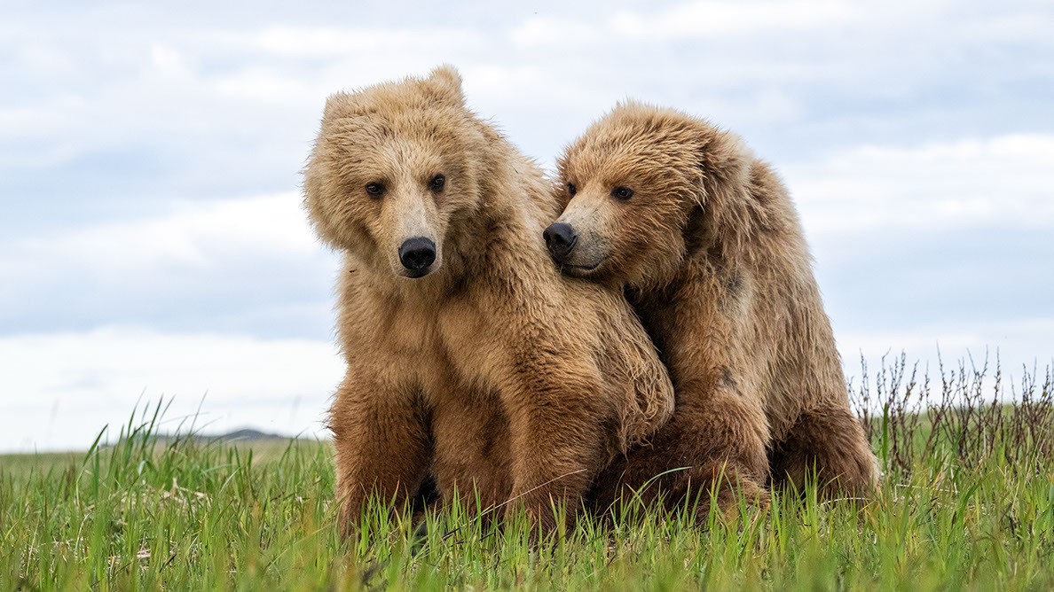 Bartgeier Bartgeier, Gypaète Barbu, Quebrantahuesos, Lämmergeier, Lammergeier,
