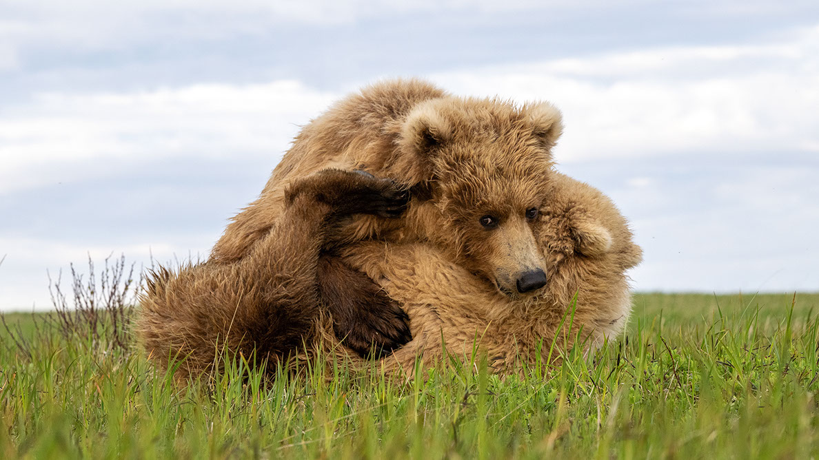 Bartgeier Bartgeier, Gypaète Barbu, Quebrantahuesos, Lämmergeier, Lammergeier,