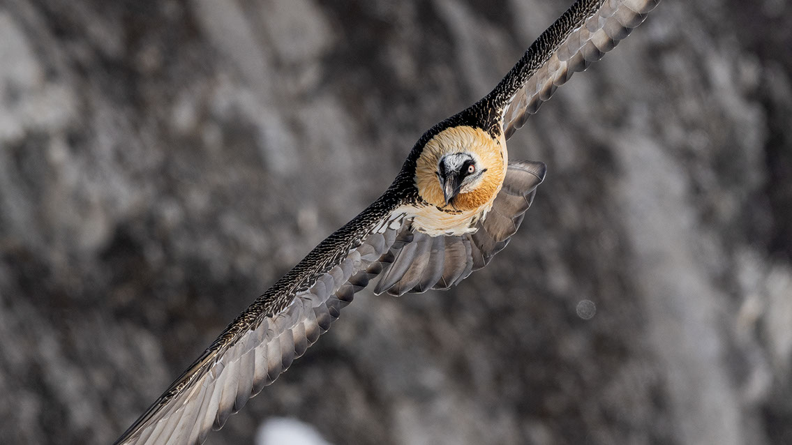 Bartgeier Schweiz Alpen fliegend Adult Gyaéte en vol Lammergeier Bearded Vulture