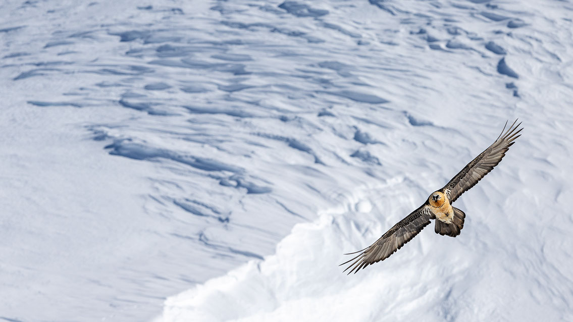 Bartgeier Schweiz Alpen fliegend Adult Gyaéte en vol Lammergeier Bearded Vulture