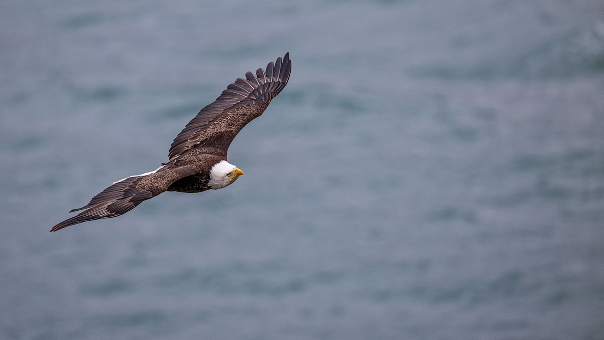 Bartgeier Bartgeier, Gypaète Barbu, Quebrantahuesos, Lämmergeier, Lammergeier,
