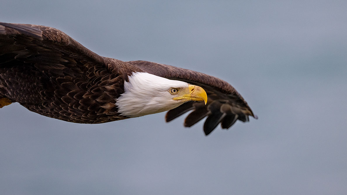 Bartgeier Bartgeier, Gypaète Barbu, Quebrantahuesos, Lämmergeier, Lammergeier,