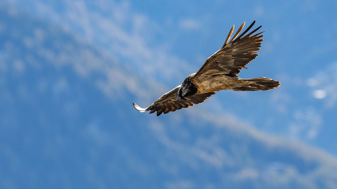 Bartgeier Bartgeier, Gypaète Barbu, Quebrantahuesos, Lämmergeier, Lammergeier,