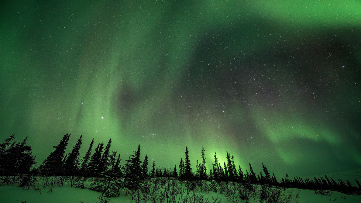 Bartgeier Bartgeier, Gypaète Barbu, Quebrantahuesos, Lämmergeier, Lammergeier,