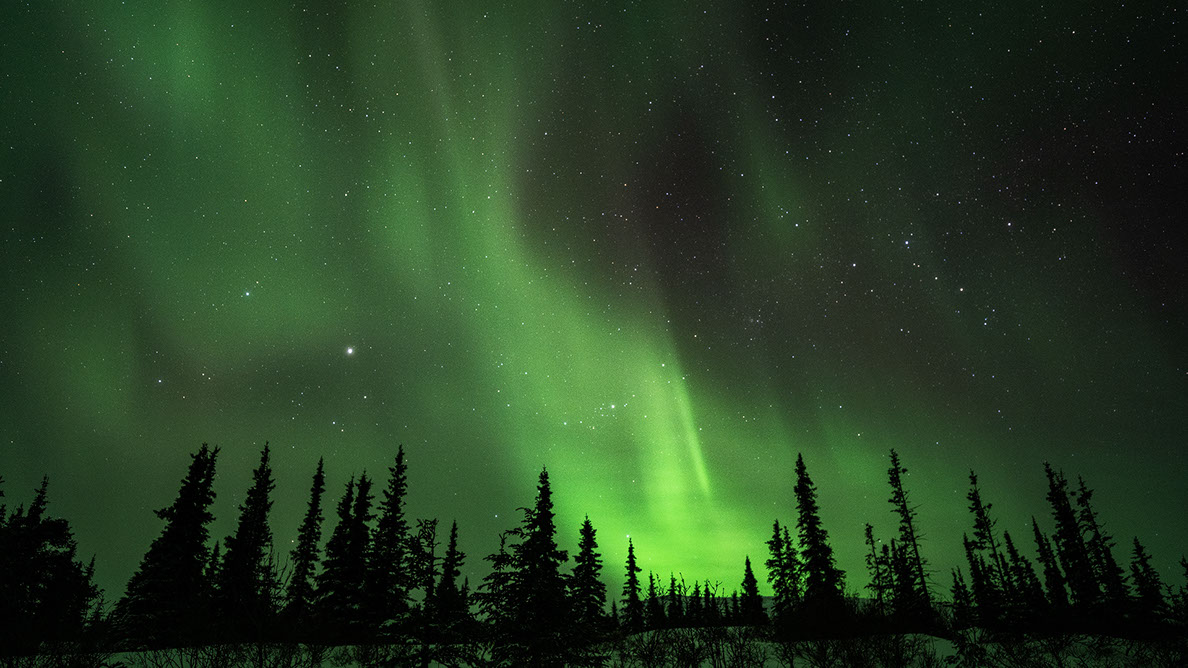 Bartgeier Bartgeier, Gypaète Barbu, Quebrantahuesos, Lämmergeier, Lammergeier,