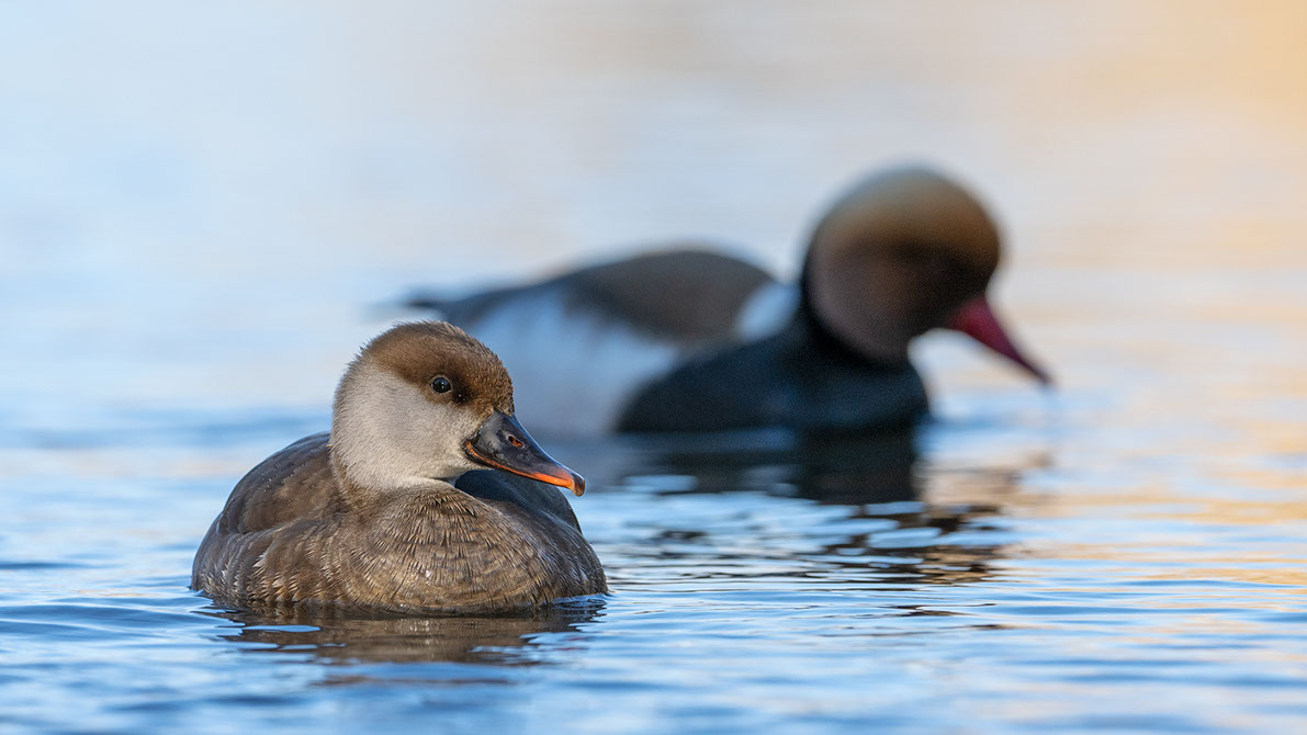 Bartgeier, Gypaète Barbu, Quebrantahuesos, Lämmergeier, Lammergeier, 