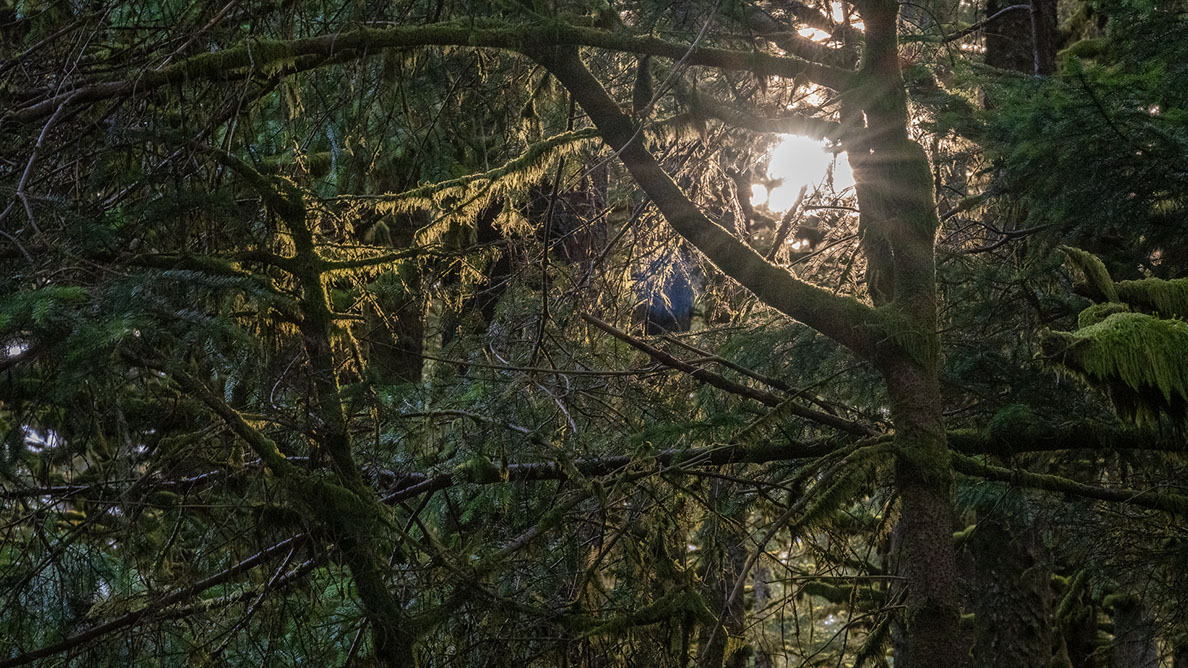 Bartgeier, Gypaète Barbu, Quebrantahuesos, Lämmergeier, Lammergeier, 