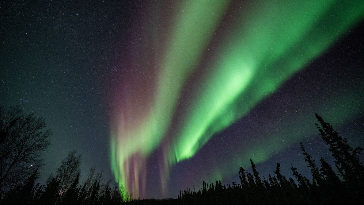 Bartgeier Bartgeier, Gypaète Barbu, Quebrantahuesos, Lämmergeier, Lammergeier,