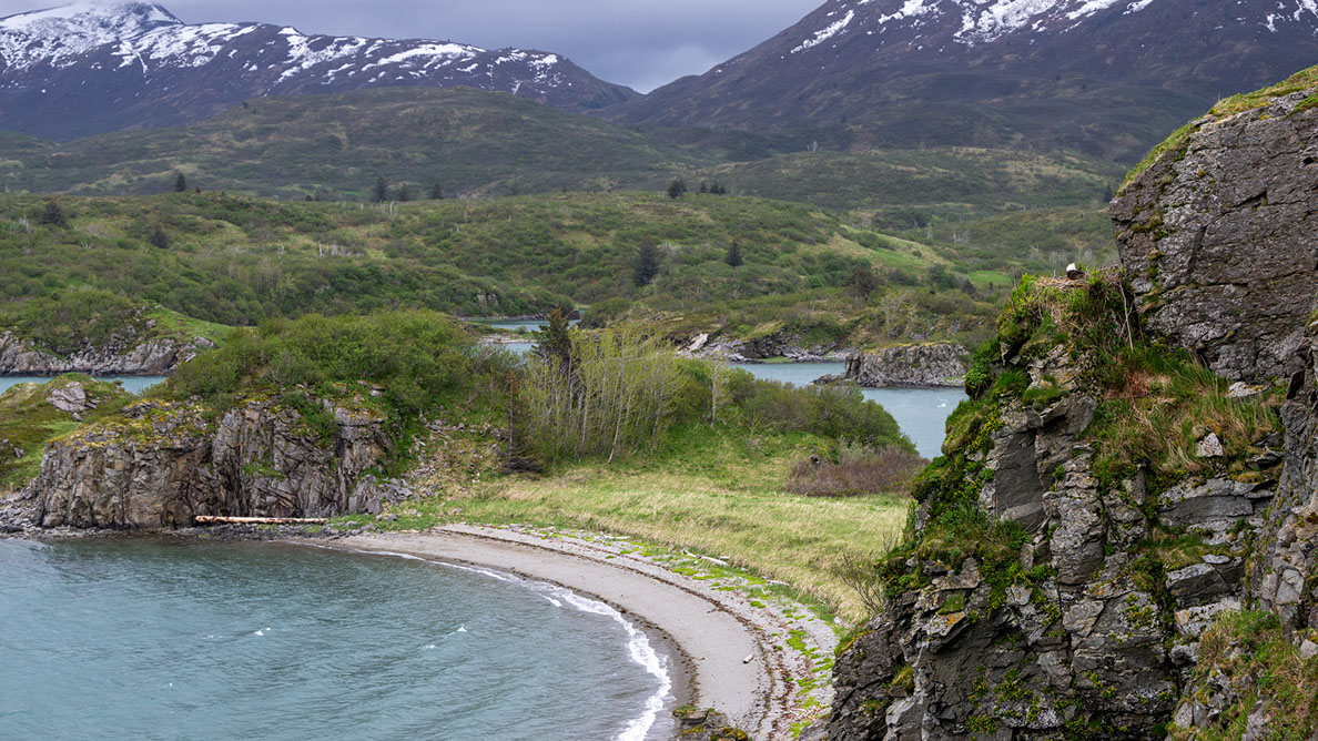 Bartgeier Bartgeier, Gypaète Barbu, Quebrantahuesos, Lämmergeier, Lammergeier,