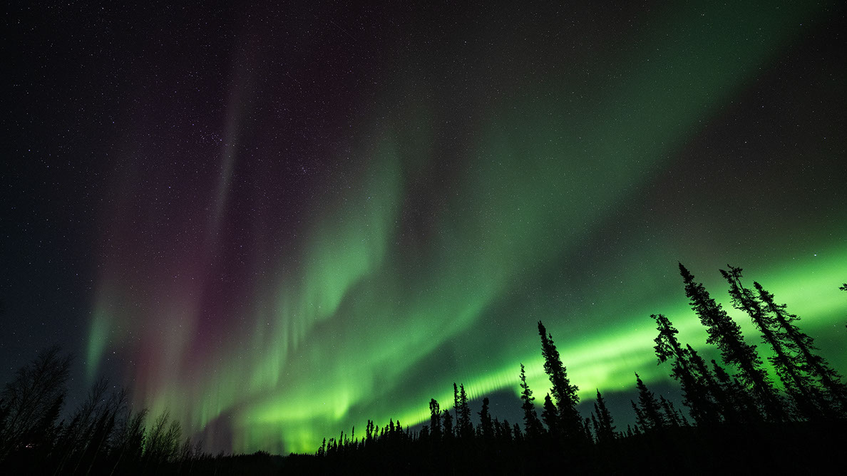 Bartgeier Bartgeier, Gypaète Barbu, Quebrantahuesos, Lämmergeier, Lammergeier,