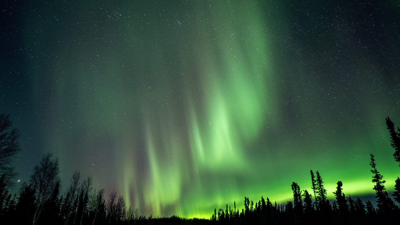 Bartgeier Bartgeier, Gypaète Barbu, Quebrantahuesos, Lämmergeier, Lammergeier,