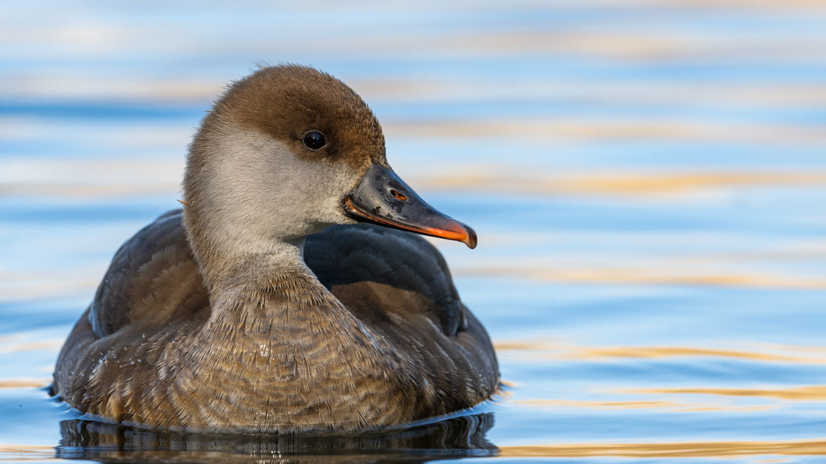 Bartgeier, Gypaète Barbu, Quebrantahuesos, Lämmergeier, Lammergeier, 