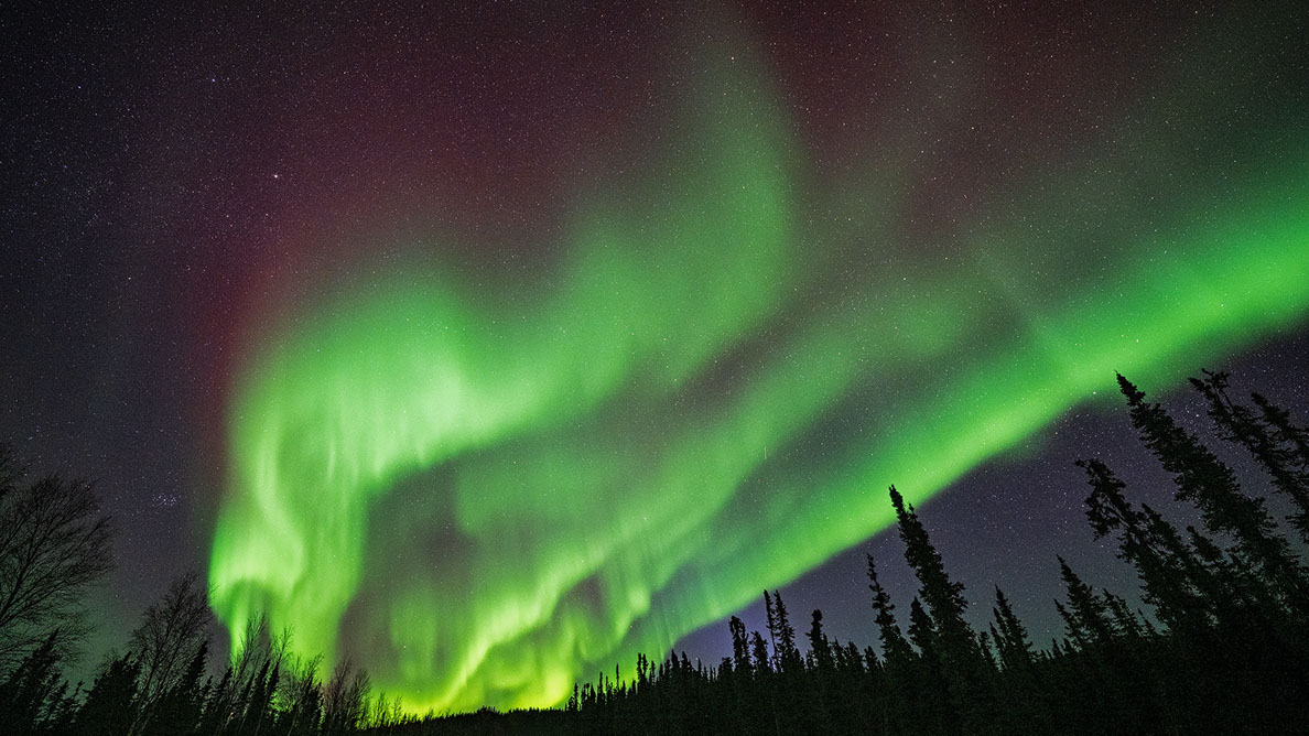 Bartgeier Bartgeier, Gypaète Barbu, Quebrantahuesos, Lämmergeier, Lammergeier,