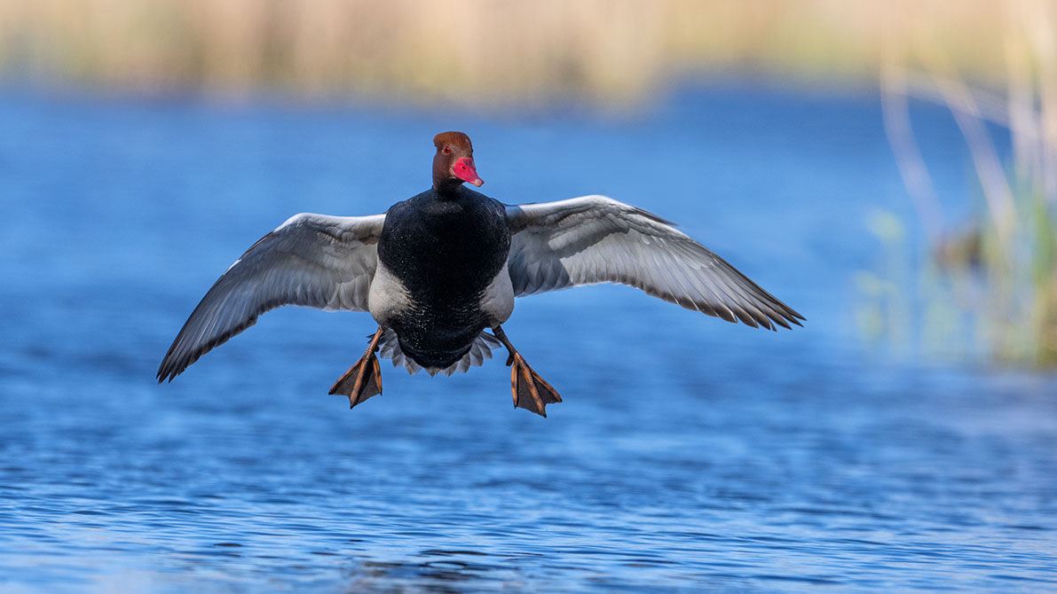 Bartgeier, Gypaète Barbu, Quebrantahuesos, Lämmergeier, Lammergeier, 