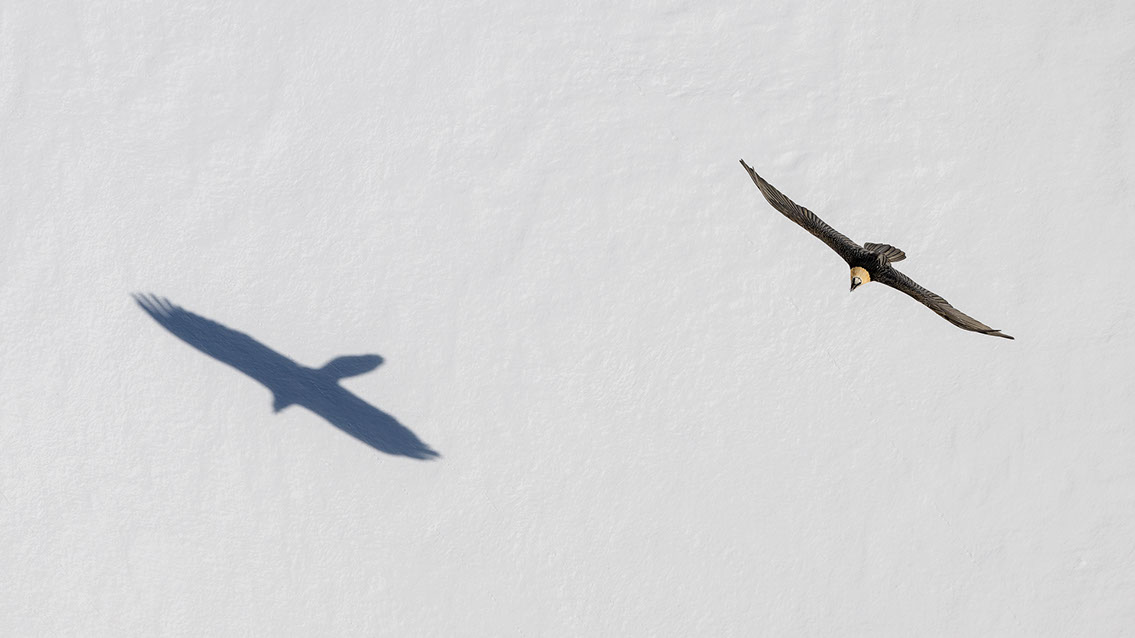 Bartgeier Schweiz Alpen fliegend Adult Gyaéte en vol Lammergeier Bearded Vulture