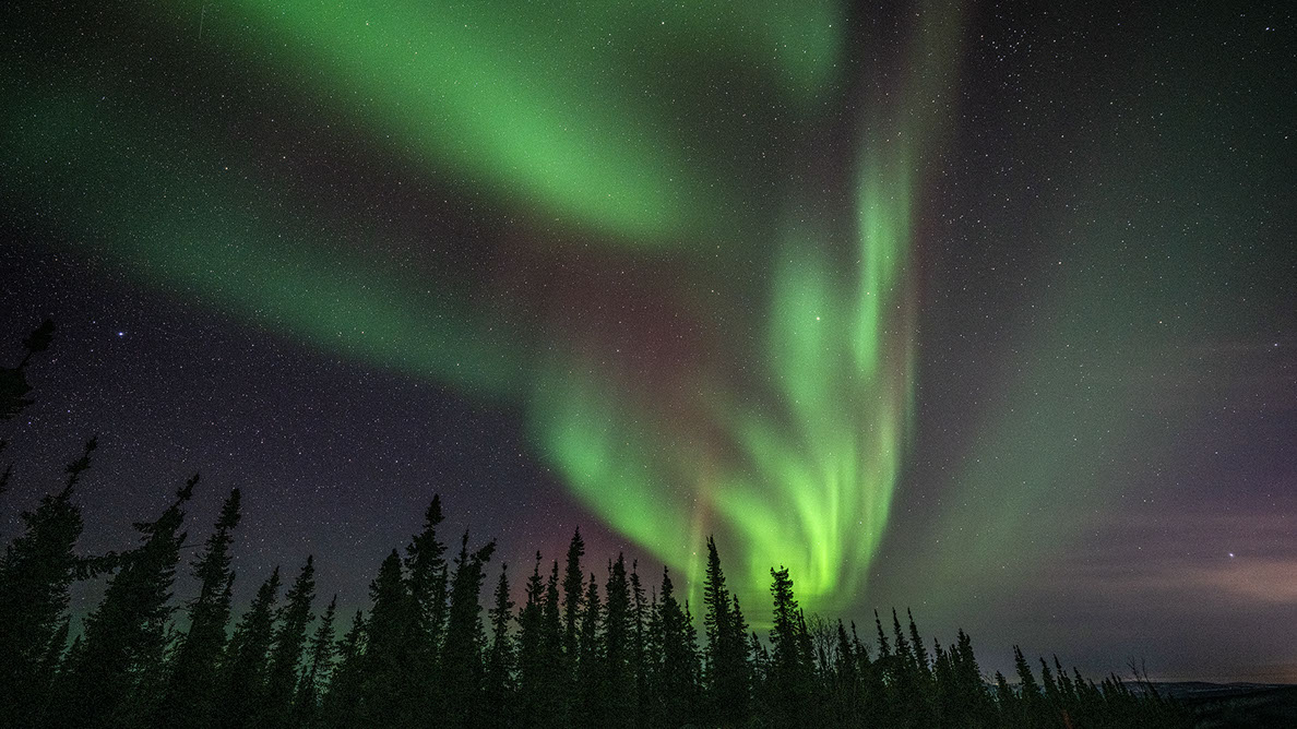 Bartgeier Bartgeier, Gypaète Barbu, Quebrantahuesos, Lämmergeier, Lammergeier,