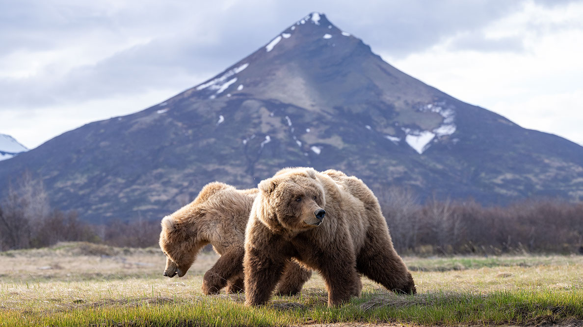 Bartgeier Bartgeier, Gypaète Barbu, Quebrantahuesos, Lämmergeier, Lammergeier,