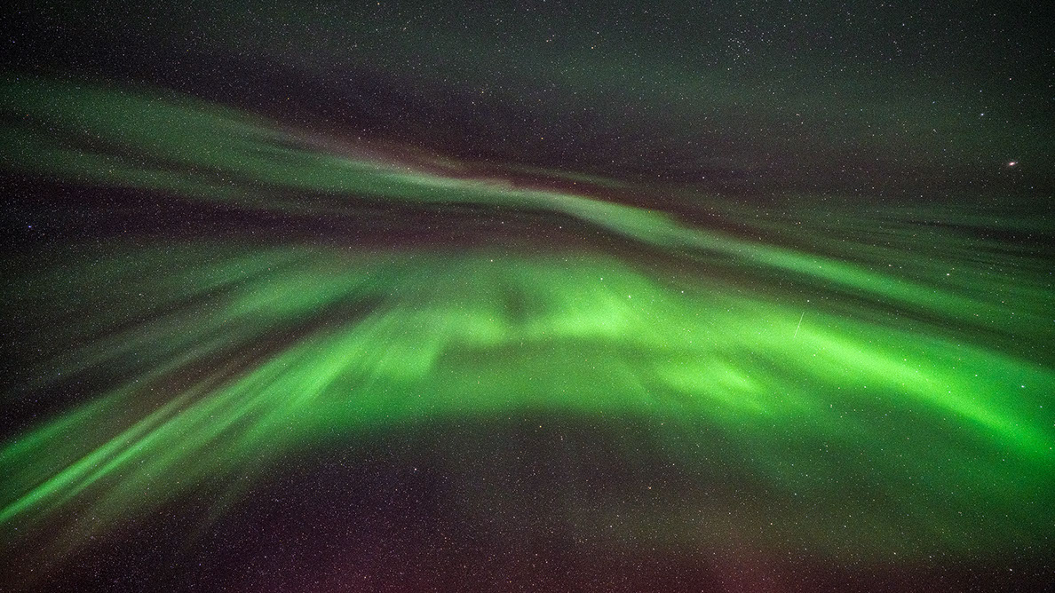 Bartgeier Bartgeier, Gypaète Barbu, Quebrantahuesos, Lämmergeier, Lammergeier,