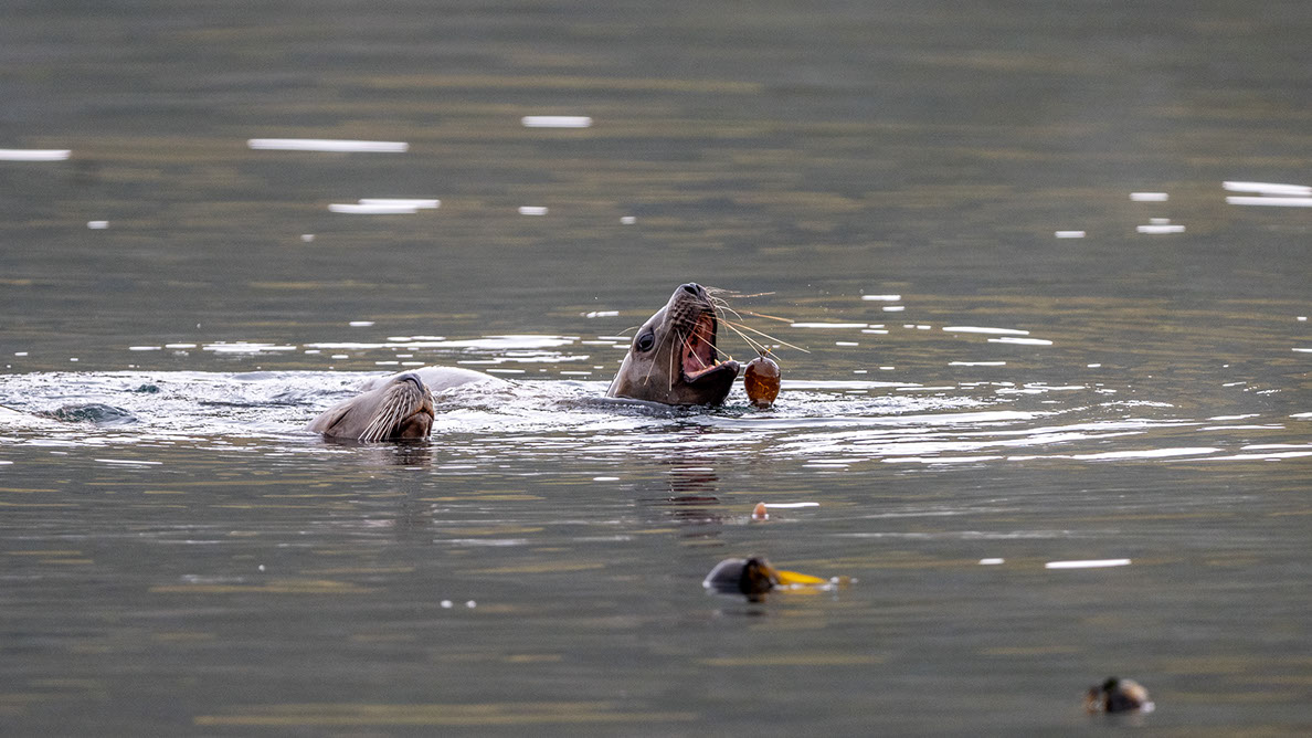 Bartgeier, Gypaète Barbu, Quebrantahuesos, Lämmergeier, Lammergeier, 