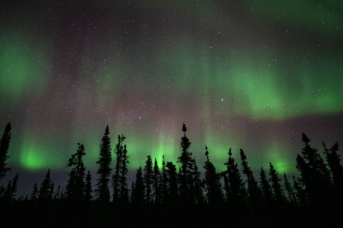 Bartgeier Bartgeier, Gypaète Barbu, Quebrantahuesos, Lämmergeier, Lammergeier,