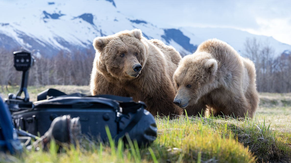 Bartgeier Bartgeier, Gypaète Barbu, Quebrantahuesos, Lämmergeier, Lammergeier,