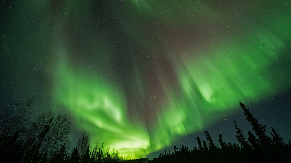 Bartgeier Bartgeier, Gypaète Barbu, Quebrantahuesos, Lämmergeier, Lammergeier,