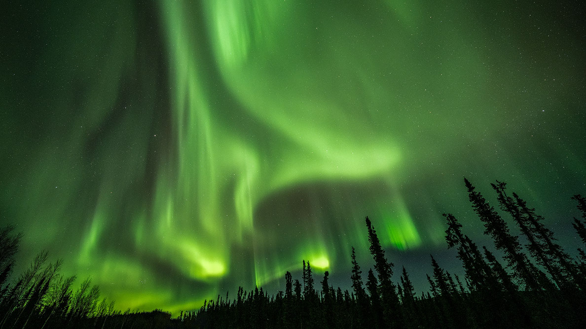 Bartgeier Bartgeier, Gypaète Barbu, Quebrantahuesos, Lämmergeier, Lammergeier,