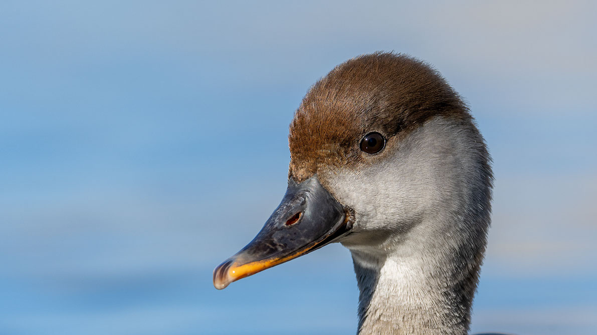 Bartgeier, Gypaète Barbu, Quebrantahuesos, Lämmergeier, Lammergeier, 