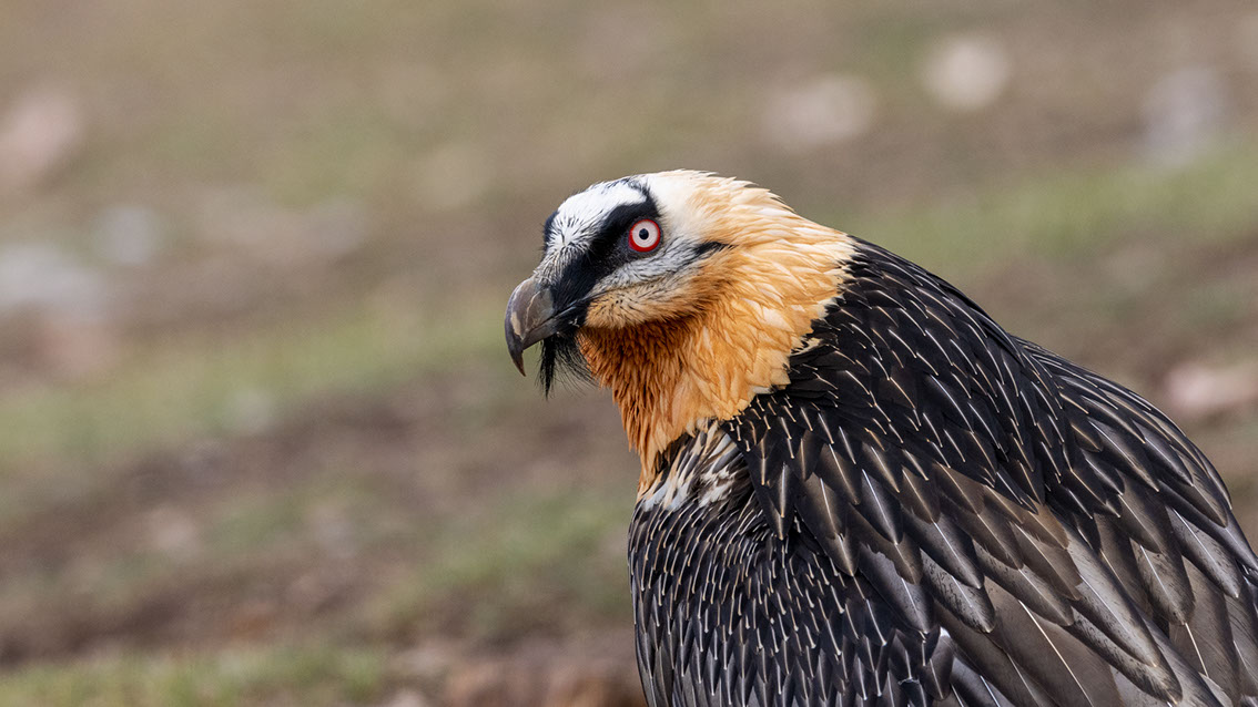Bartgeier, Gypaète Barbu, Quebrantahuesos, Lämmergeier, Lammergeier, 