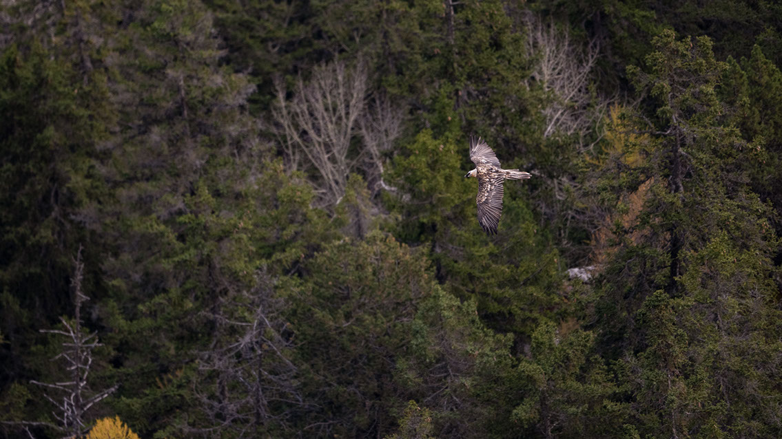 Bartgeier Bartgeier, Gypaète Barbu, Quebrantahuesos, Lämmergeier, Lammergeier,