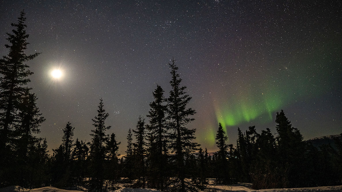 Bartgeier Bartgeier, Gypaète Barbu, Quebrantahuesos, Lämmergeier, Lammergeier,