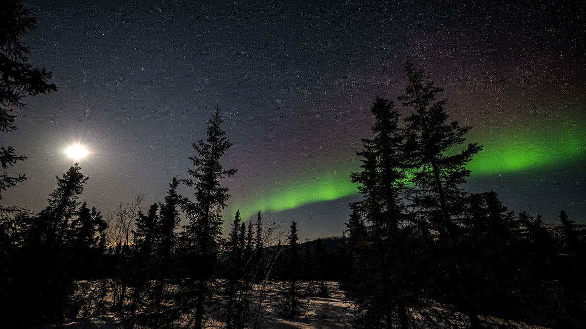 Bartgeier Bartgeier, Gypaète Barbu, Quebrantahuesos, Lämmergeier, Lammergeier,
