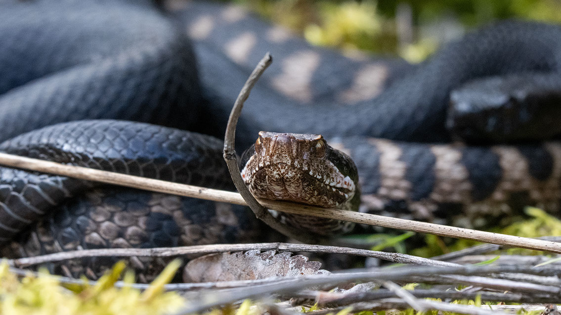 Bartgeier, Gypaète Barbu, Quebrantahuesos, Lämmergeier, Lammergeier, 